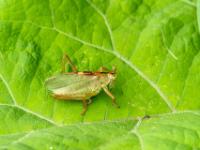 Grünes Heupferd Männchen